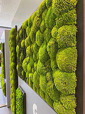 Kugelmoos als Trennwand